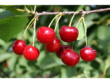 ����� ��������� (�������)-230�.jpg