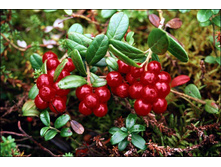 ������� �� ��������/200��, 155 �