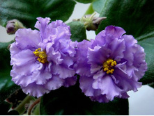 ��-��������� ��������