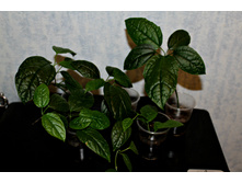 ������������ �-�� ������� - �/� - 150 ���.