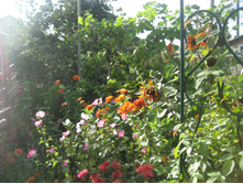 ����������� 007.jpg