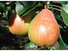 ����� ��������� (�������)-210�.jpg