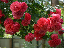 Rosarium Uetersen 19,25 ����.jpg