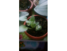 ����� �������� �������