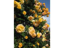 Gr.Or. Mejand 2,95 ����.JPG