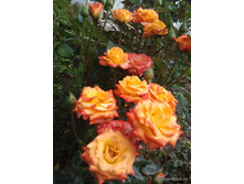 Mambo 19,25 ����.jpg