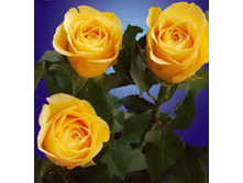 Gaby Morlay ���� ����� 2,95 ����.jpg