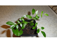 �������� ������������� ( Pandorea jasminoides) - 170-  200   ���.
