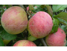 ������ ���������� ����������� (�������)-180�.jpg