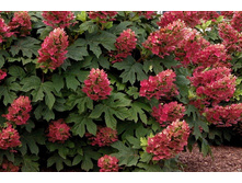 Pan. Wim's Red - 3,98