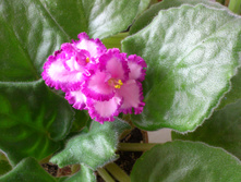 ����� ������ �����