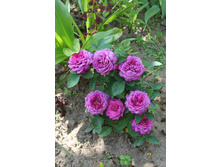 ���� ��������� olqa.si