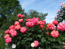 Christopher Columbus ��������� ������ 2,95 ����.jpg