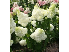 251���. ��������� ����������� �������� ������� ���17.jpg