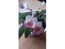 ��������.