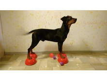 ���� ���������  blacklighter