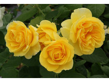 Carte d'Or 19.25 ����.JPG