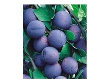 ����� ������ ����� (�������0-230�.jpg