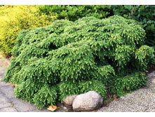 ����� Nana Gracilis 20-25cm C4-11,85.jpg