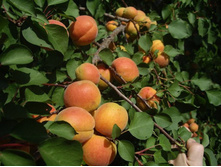 ������� �������������-470�.jpg