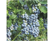 216���. �������� ��� ����� ���17.jpg