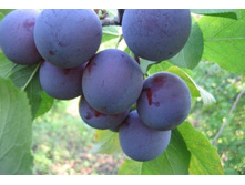 ����� �������� ��������� (�������)-230�.jpg