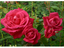 Maria Callas ����� ������ 2,95 ����.jpg