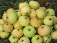 ������ ��������-350�.jpg