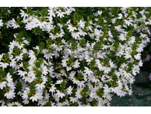 ������� Euphoria White