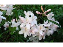 263���. ������ �������� ���� �����.jpg