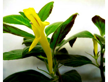 �������� Sulphurea(���� ����) - �/� 150 ���.