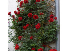 Don Juan ��� ���� 2,95 ����.jpg