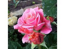 ���� ��������� AlexZ16