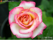 Laminuette �������� 2,95 ����.jpg