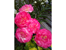 ���� ��������� �����1975