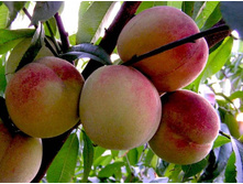 ������ ���������-505�.jpg