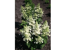 251���. ��������� ����������� �������� �������� ���17.jpg