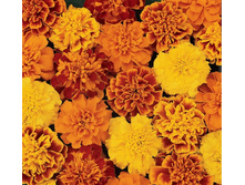 �������� ������� ������. 10�� ��� ��� �.� 13,00 ���. [���.��000000770]