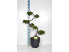 Juniperus pf. Old Gold ������������ BONSAI 80 CM C20 S-forms-78,94����