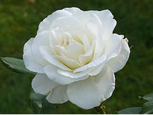 Schneewittchen ���������� 3,20 ����.jpg