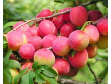 ����� ��������� ������ (�������)-225�.jpg