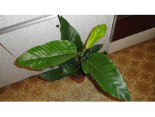 ����� ������ ������ (Ficus bussei Floris) - 700- 750 ���.