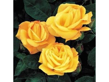 Arthur Bell 2,95 ����.jpg