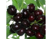 ������� ������� ���������-430�.jpg