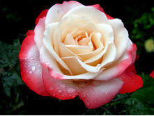 Nostalgia ���������� 2,95 ����.jpg