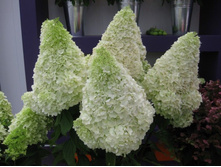 Pan. Magical Moonlight - 3,98