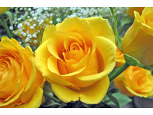 Golden Medallion ������ �������� 2,95 ����.jpg