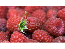 ������ ����������.jpg