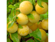 ����� ����-410�