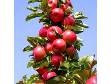 ������  ���������+17�